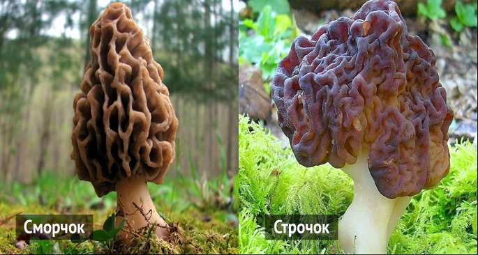 Какие грибы похожи на сморчки